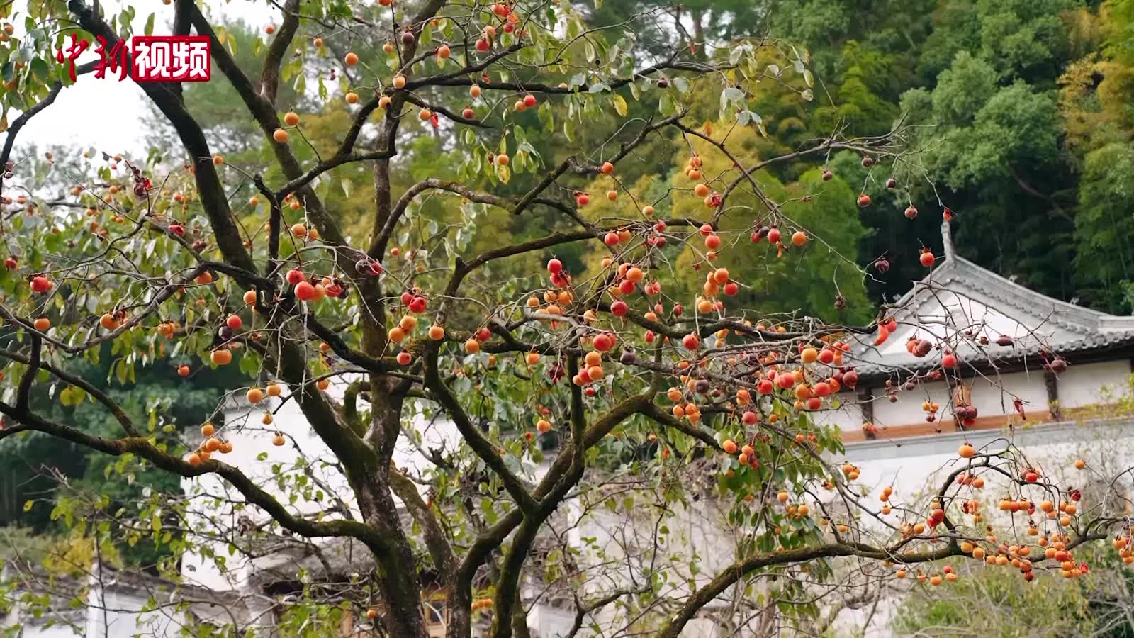 相关图片