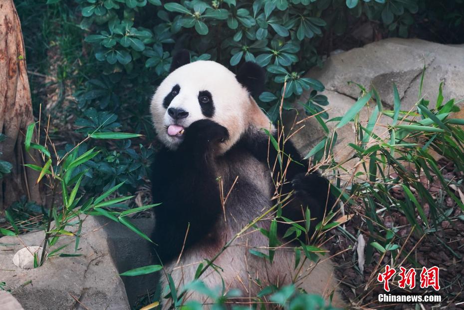 相关图片